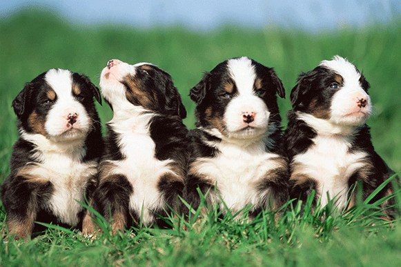 1524469590916393.gif 4499633_234733192000_2.gif